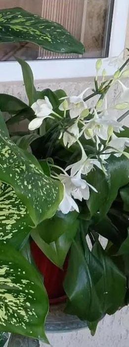 Домашние цветы Мырзакент