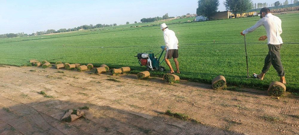 Tayor gazon palif mekra kilment lanshaf archa kesish xizmati