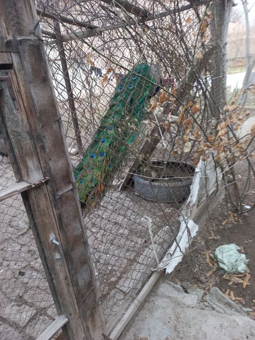 Товуслар сотилади