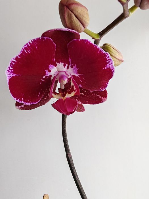 Орхидея фаленопсис