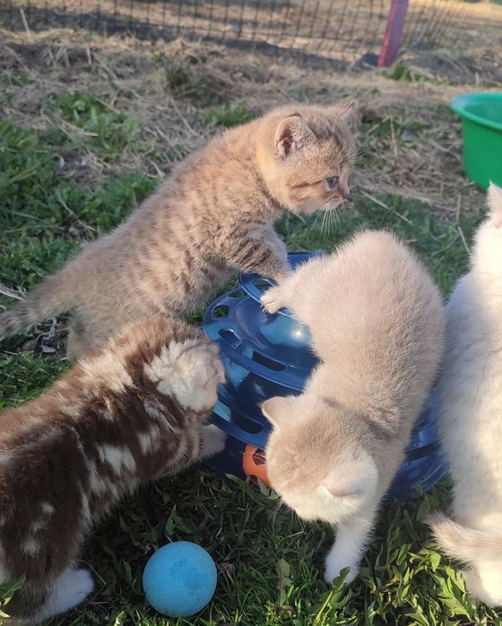 Шатланские котята