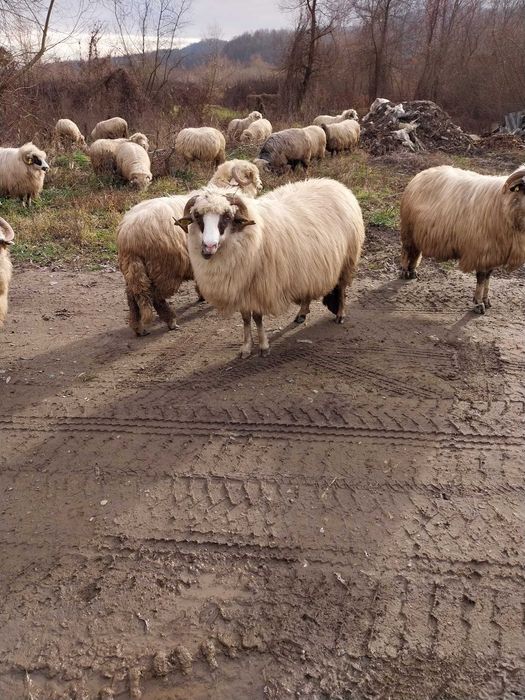 Vand sau schimb pe juninci baltate!