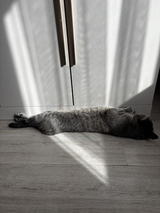 Отдам кота в хорошие руки