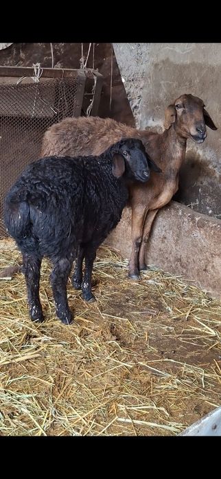 Қозылы қой сатылады