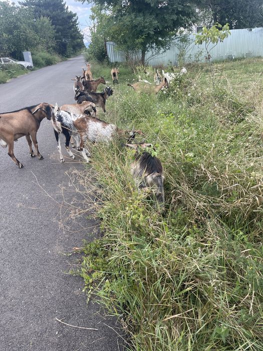 Vand 16 iede si 2 tapi toti de anul asta