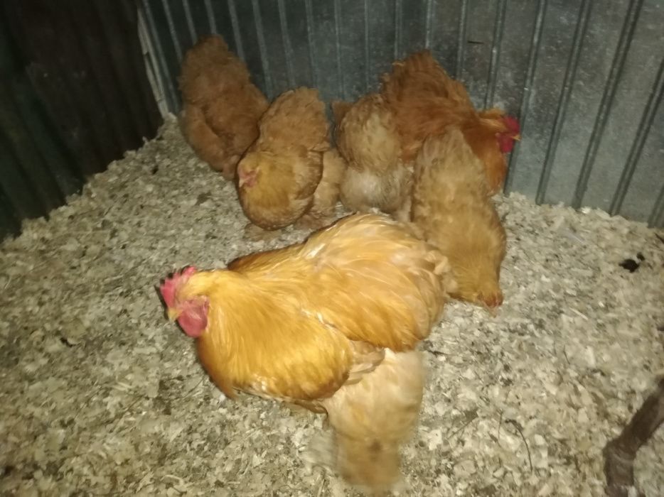 Cochinchina uriaș galben