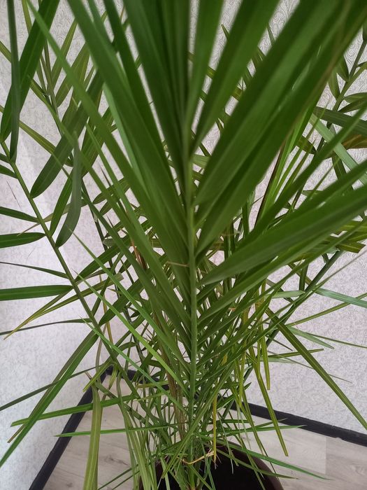 Пальма  финик 15 летний