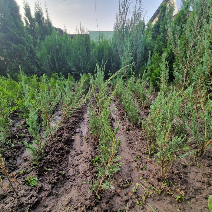 Озелини свой двор