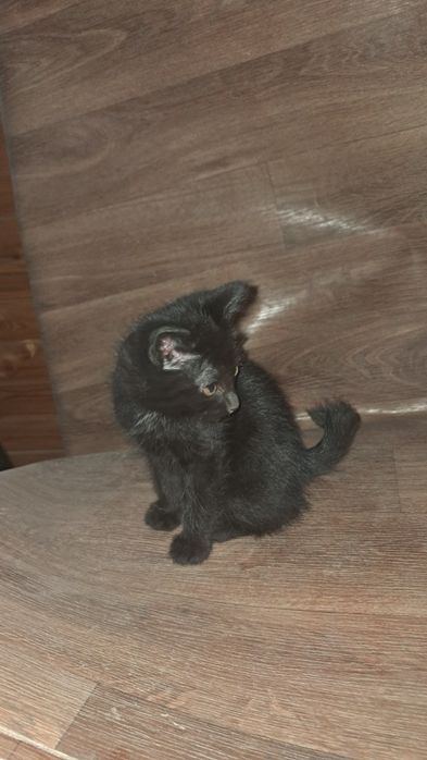 Отдам кошку с котятами.