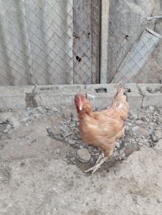 продам курицу