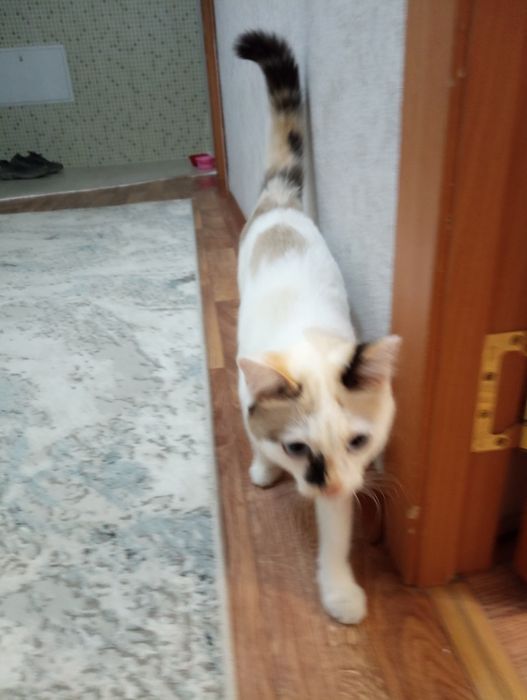 Отдам котенка...