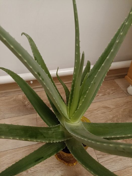 Алоэ комнатные цветы