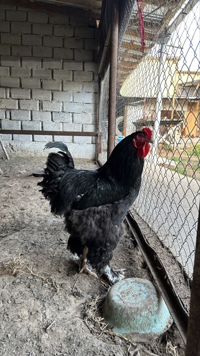 Брама кораз таза канды