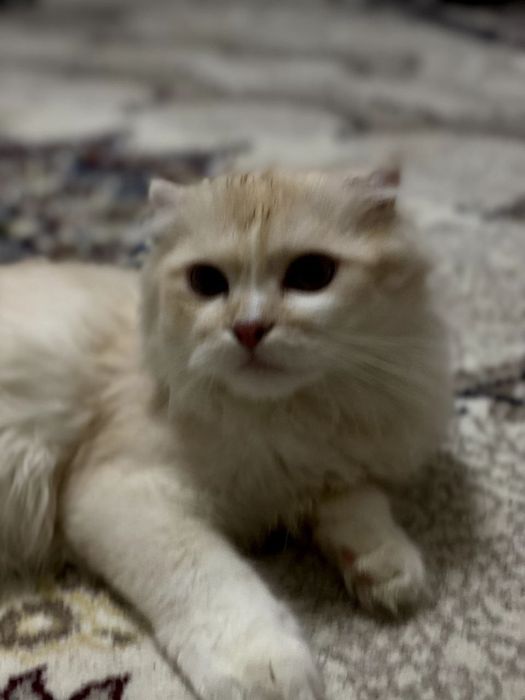 Scottish Fold Longhair (Highland Fold)