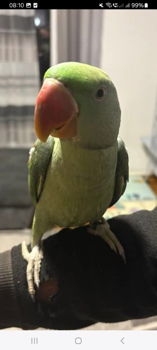 Vând Marele Alexandru și micul Alexandru