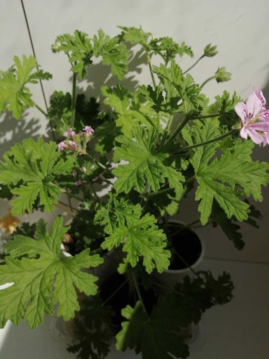 Индрише в саксия, екологично, 5 евро за брой, цъфнало, 15-20 см