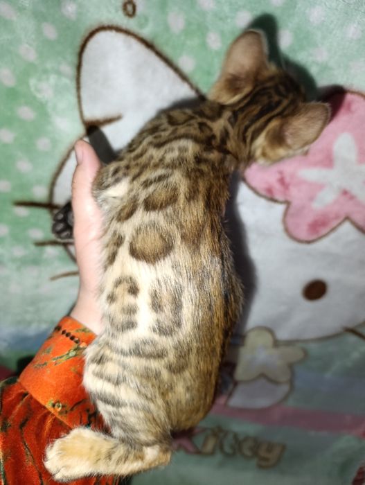Бенгальские котята