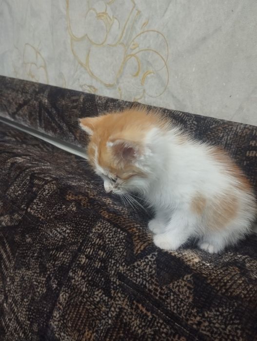 Отдам котенка в хорошие руки