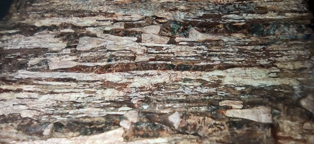 Продам окаменелые фрагменты дерева