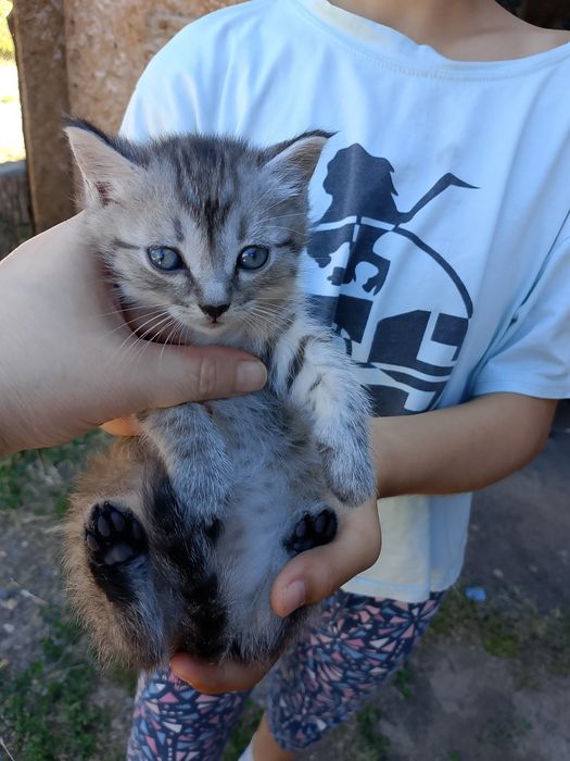 Срочно отдам в хорошие руки