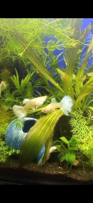 Гуппи платина Альбина