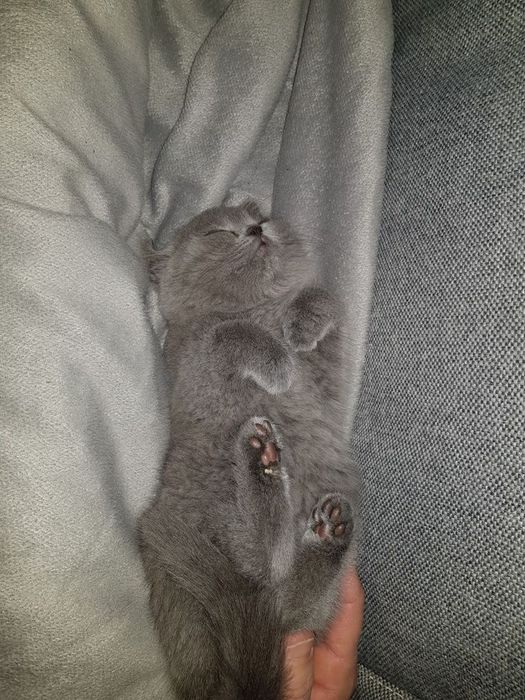 Продам британских котят