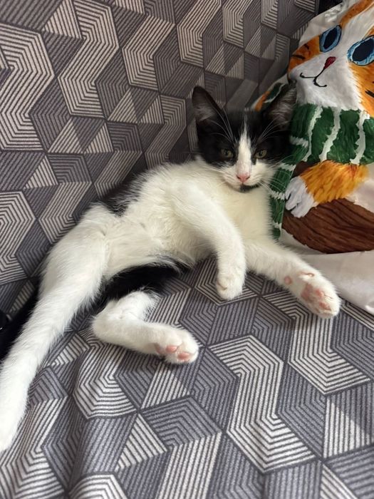 Отдам котенка в добрый руки