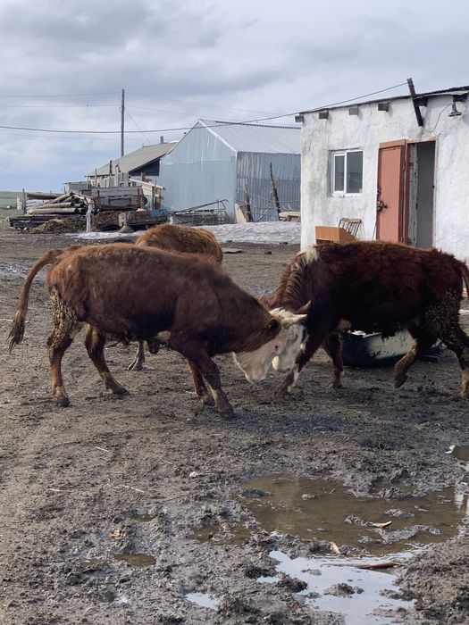 Бычок на откорме