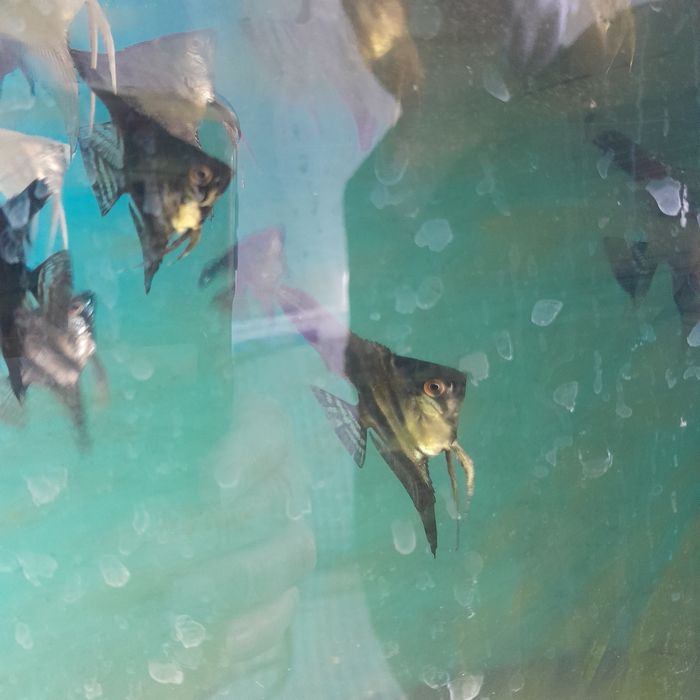 Аквариумная рыбка скалярия