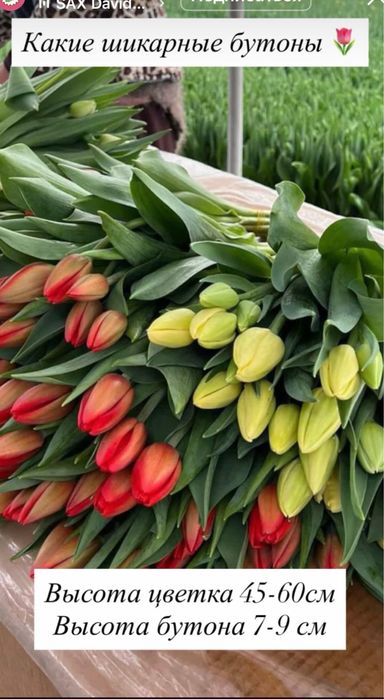 Тюльпаны 750 тг.доставка