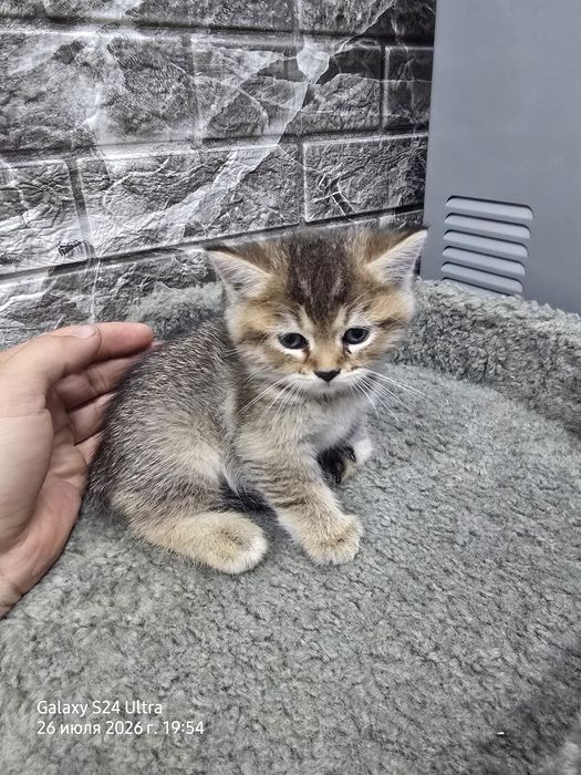 Котята серебристая и золотая шиншила