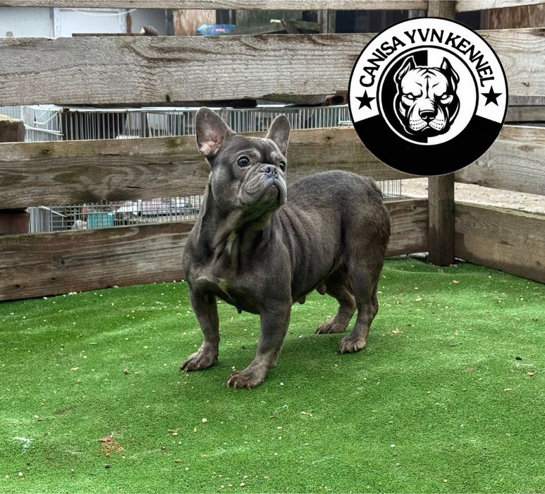Buldog francez blue