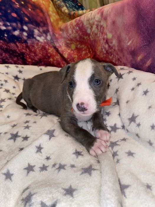 Щенки стаффордширского терьера