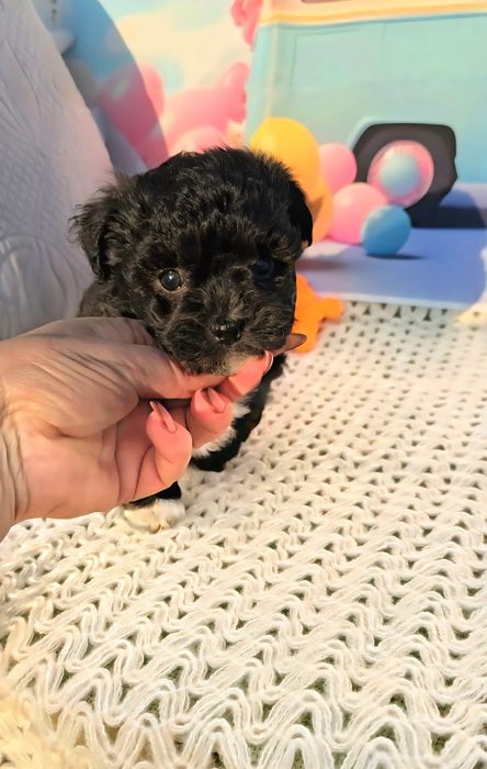 Малтипу /малтийска болонка и пудел тийкъп/