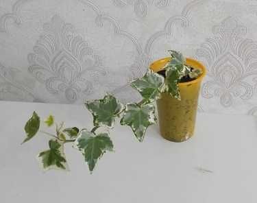 Комнатные цветы по 500 тг