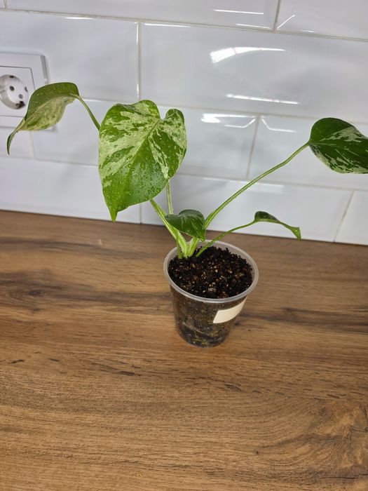 Монстера Бульбазавр (Monstera Bulbasaur)