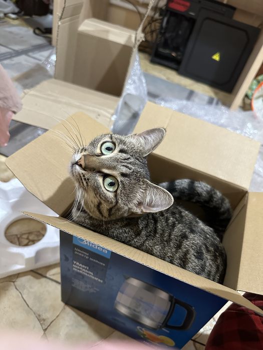 Пропал кот в Каскелене