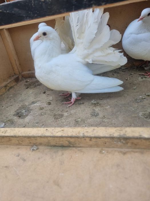 Vând porumbei diferite rase