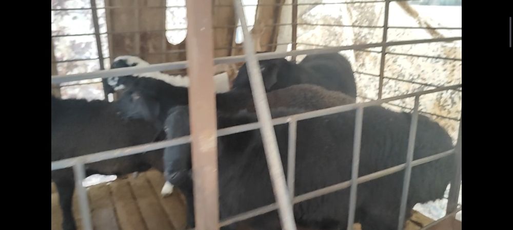 Qo'chqor (halol pokiza)