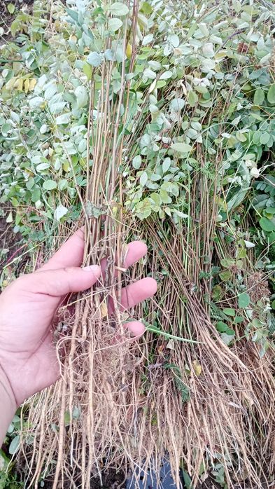 Puieți salcâm frasin fag carpen ulm plop mesteacăn brad molid Tei arin