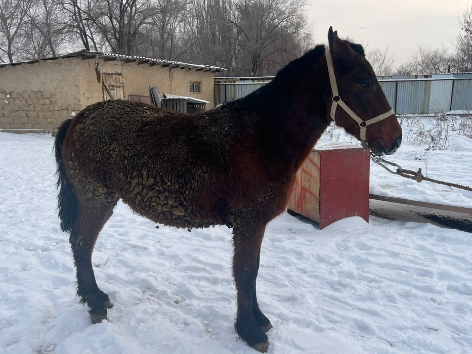 3 жасар буаз байтал сатылады