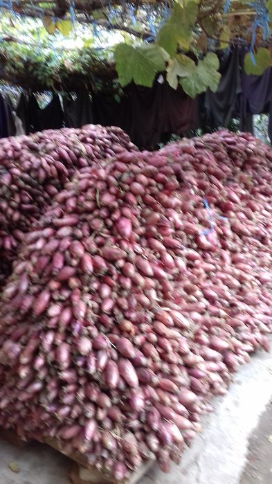 Vând ceapa roșie de apă.