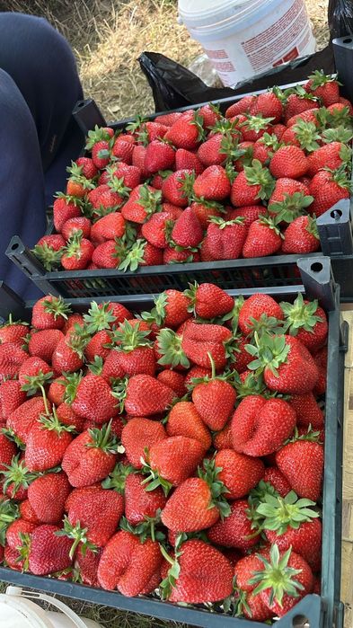 Продам рассаду разных сортов