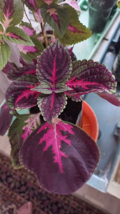 Продам Пеларгонию и Герань и КОЛЕУС.