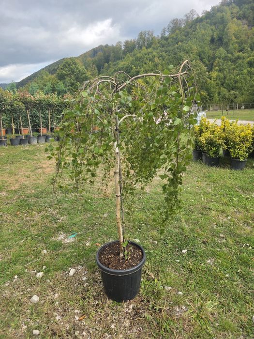 Amenajez gradini plante ornamentale