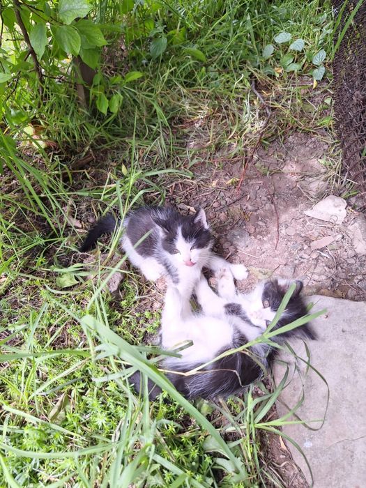 Отдадим котят в добрые  руки!