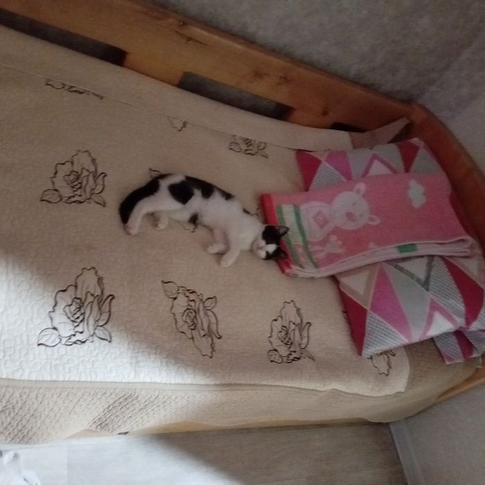 Отдам Котёнка  даром