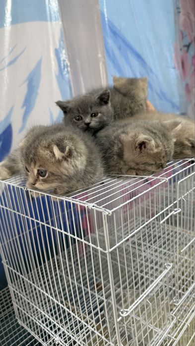 Котята Скоттиш страйт и Скоттиш фолд боллари