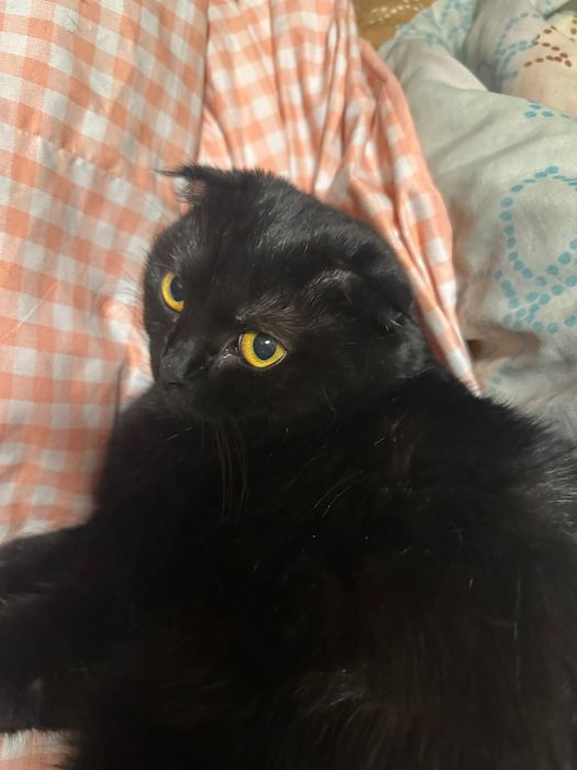 Пропала вислоухая черная кошка