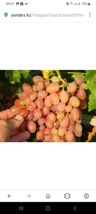 Продам саженцы винограда.